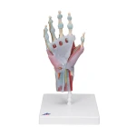 Szkielet ręki z więzadłami i mięśniami – 4-częściowy model anatomiczny