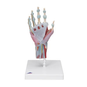 Szkielet ręki z więzadłami i mięśniami – 4-częściowy model anatomiczny