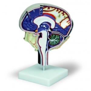 Mózg z cyrkulacją płynu mózgowo-rdzeniowego - model powiększony