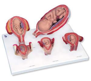 Rozwój płodu ludzkiego na podstawce L11/9