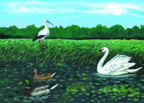 Mały Ornitolog cz. I - zestaw 20 plansz