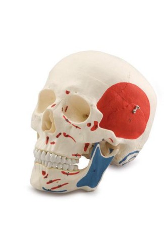 Czaszka człowieka 3 częściowa zaznaczone mięśnie i kości 