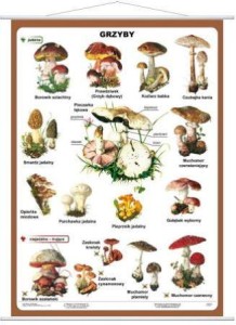 Grzyby plansza 100 x 140 cm