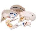 Czaszka stomatologiczna 10 częściowa luksusowy model