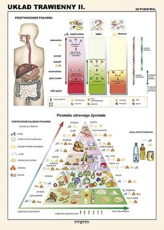 Układ trawienny człowieka II plansza 100 x 140 cm 