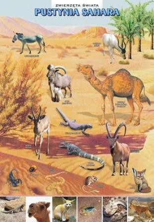 Zwierzęta w środowisku plansza