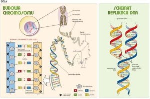 Genetyka zestaw plansz dydaktycznych 100 x 70 cm