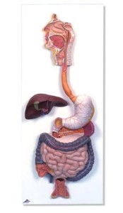 Układ pokarmowy model 2 części
