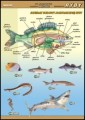 Ryby - budowa anatomiczna