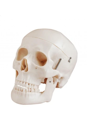 Czaszka człowieka 2 częściowa