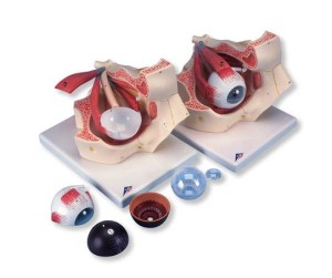 Model oka w oczodole 7 części powiększenie 3x