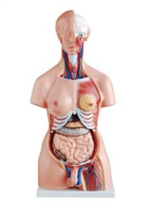 Tułów człowieka model dydaktyczny 23 części 85 cm 