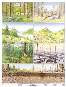 Zagrożenie środowiska las - ląd plansza 120 x 160 cm