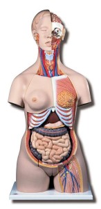 Tors człowieka model dwupłciowy DELUXE