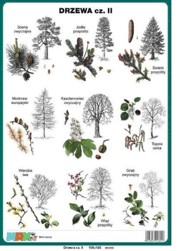Drzewa część II plansza 100 x 140 cm