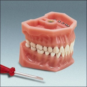 Model szczęki F1 z pełnym uzębieniem 