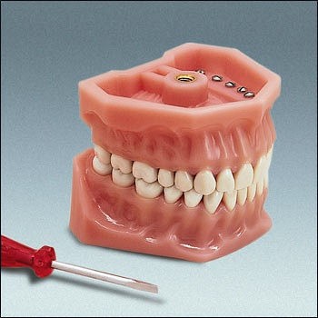 Model F1 z pełnym uzębieniem - szczęka 