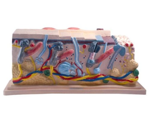 Skóra człowieka duży model