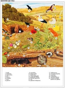 Ekosystemy rabatowy komplet 5 plansz