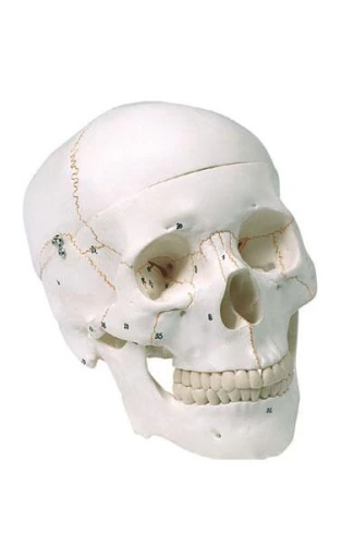 Czaszka człowieka 3 częściowa z numeracją kości