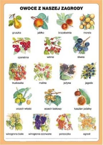 Owoce - plansza dwustronna - strona 1