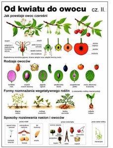 Od kwiatu do owocu cz. II - plansza 100 x 140 cm