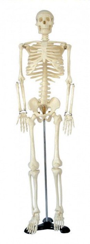 Szkielet człowieka 85 cm 