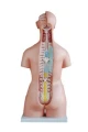 Model tułowia 40 części 85 cm