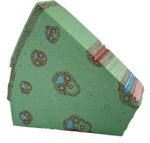Łodyga roślin jednoliściennych - model