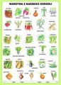 Warzywa z naszego ogrodu - strona pierwsza