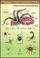 Pajęczaki - budowa anatomiczna