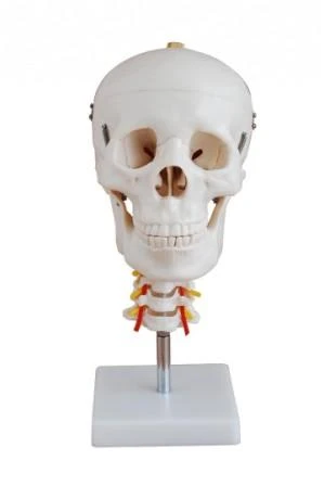 Czaszka człowieka z kręgosłupem model 