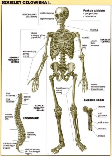 Szkielet człowieka I plansza 100 x 140 cm