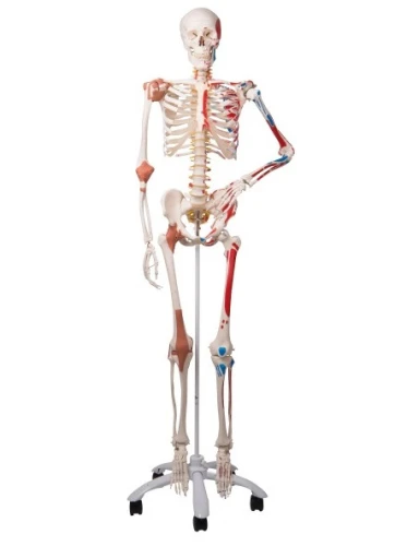 Szkielet luksusowy Sam z elastycznym kręgosłupem na statywie
