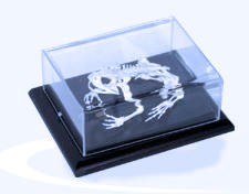 Szkielet żaby model