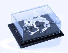 Szkielet żaby model