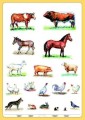 Zwierzęta domowe plansza dwustronna - strona druga, ćwiczeniowa