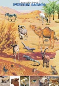 Nauka o Ziemi zwierzęta w środowisku zestaw 10 plansz