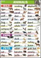 Animals: wild, farm, pets
 
