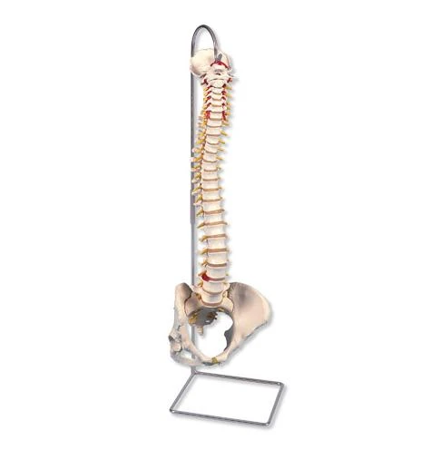 Elastyczny kręgosłup żeński ze statywem