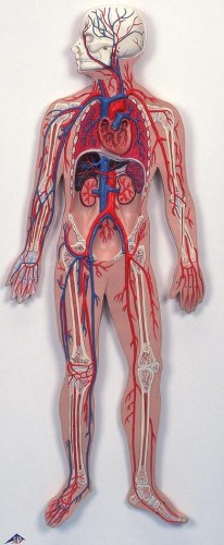 Układ krwionośny model 1/2 naturalnej wielkości 