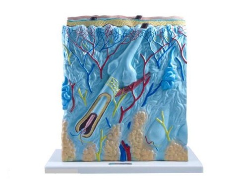 Skóra człowieka mały model 