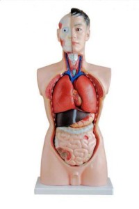 Tułów człowieka model dydaktyczny 19 części 85 cm