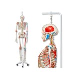 Szkielet luksusowy Sam z elastycznym kręgosłupem na statywie 192 cm