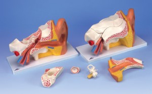 Ucho człowieka model 6 części powiększenie 3x