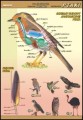 Ptaki - budowa anatomiczna