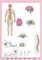 Układ nerwowy człowieka plansza dwustronna 