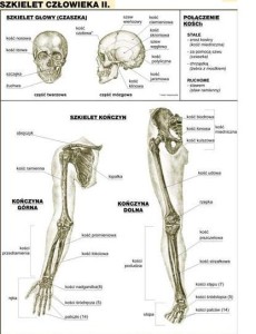 Szkielet człowieka II plansza 100 x 140 cm