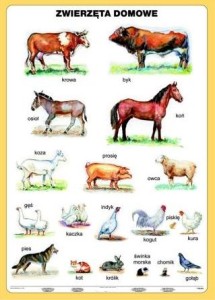 Zwierzęta domowe plansza dwustronna