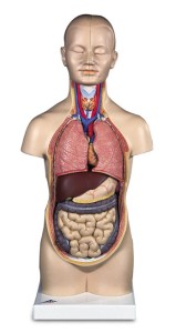 Tułów człowieka model dydaktyczny 12 części 